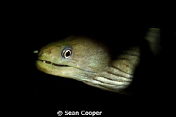 Moray on night dive. by Sean Cooper 